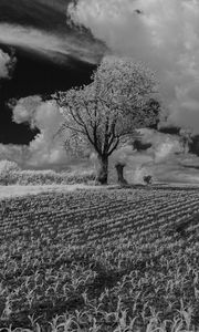 Preview wallpaper tree, field, grass, clouds