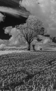 Preview wallpaper tree, field, grass, clouds