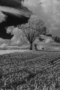Preview wallpaper tree, field, grass, clouds
