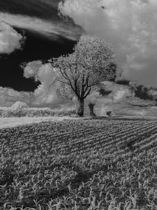 Preview wallpaper tree, field, grass, clouds