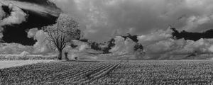 Preview wallpaper tree, field, grass, clouds