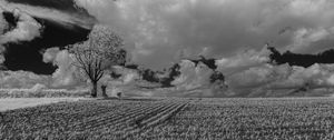 Preview wallpaper tree, field, grass, clouds