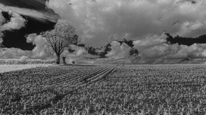 Preview wallpaper tree, field, grass, clouds