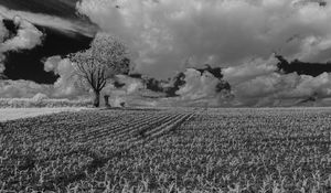 Preview wallpaper tree, field, grass, clouds