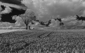 Preview wallpaper tree, field, grass, clouds