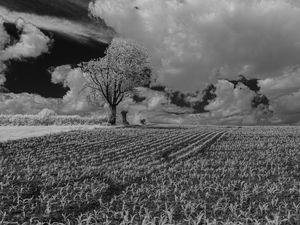 Preview wallpaper tree, field, grass, clouds