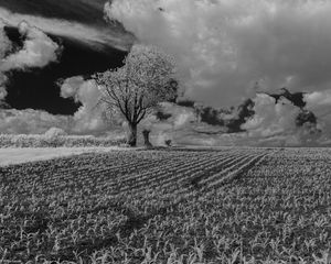 Preview wallpaper tree, field, grass, clouds