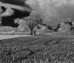 Preview wallpaper tree, field, grass, clouds