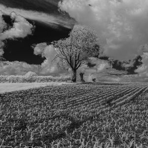Preview wallpaper tree, field, grass, clouds