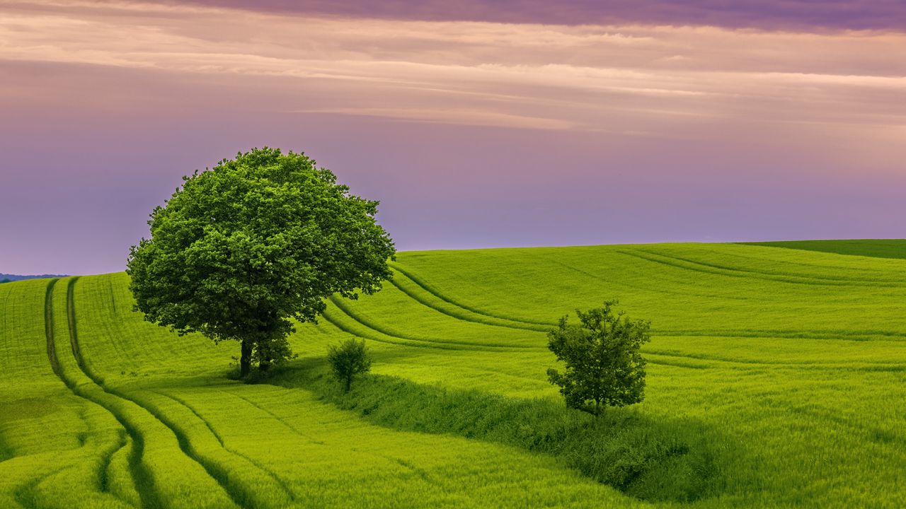 Wallpaper tree, field, grass, landscape, nature, green