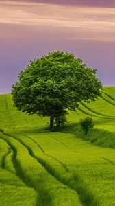 Preview wallpaper tree, field, grass, landscape, nature, green