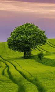 Preview wallpaper tree, field, grass, landscape, nature, green