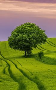 Preview wallpaper tree, field, grass, landscape, nature, green