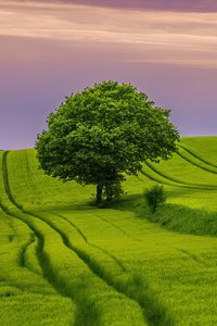 Preview wallpaper tree, field, grass, landscape, nature, green