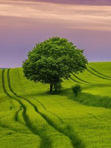 Preview wallpaper tree, field, grass, landscape, nature, green