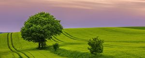 Preview wallpaper tree, field, grass, landscape, nature, green