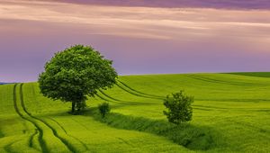 Preview wallpaper tree, field, grass, landscape, nature, green