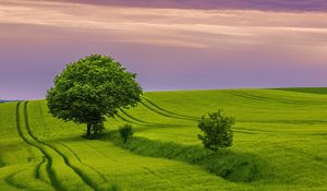 Preview wallpaper tree, field, grass, landscape, nature, green