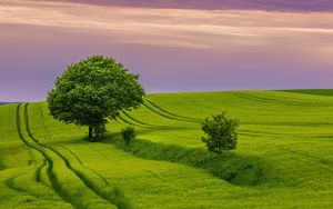 Preview wallpaper tree, field, grass, landscape, nature, green