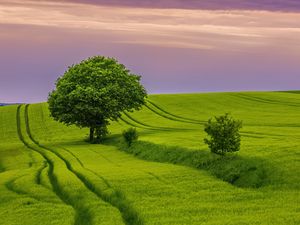 Preview wallpaper tree, field, grass, landscape, nature, green