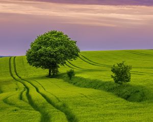 Preview wallpaper tree, field, grass, landscape, nature, green