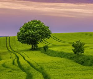 Preview wallpaper tree, field, grass, landscape, nature, green