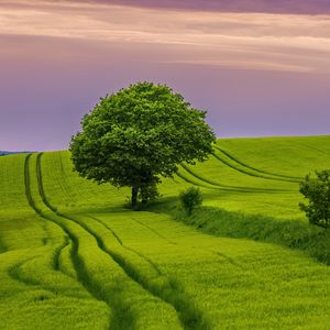 Preview wallpaper tree, field, grass, landscape, nature, green