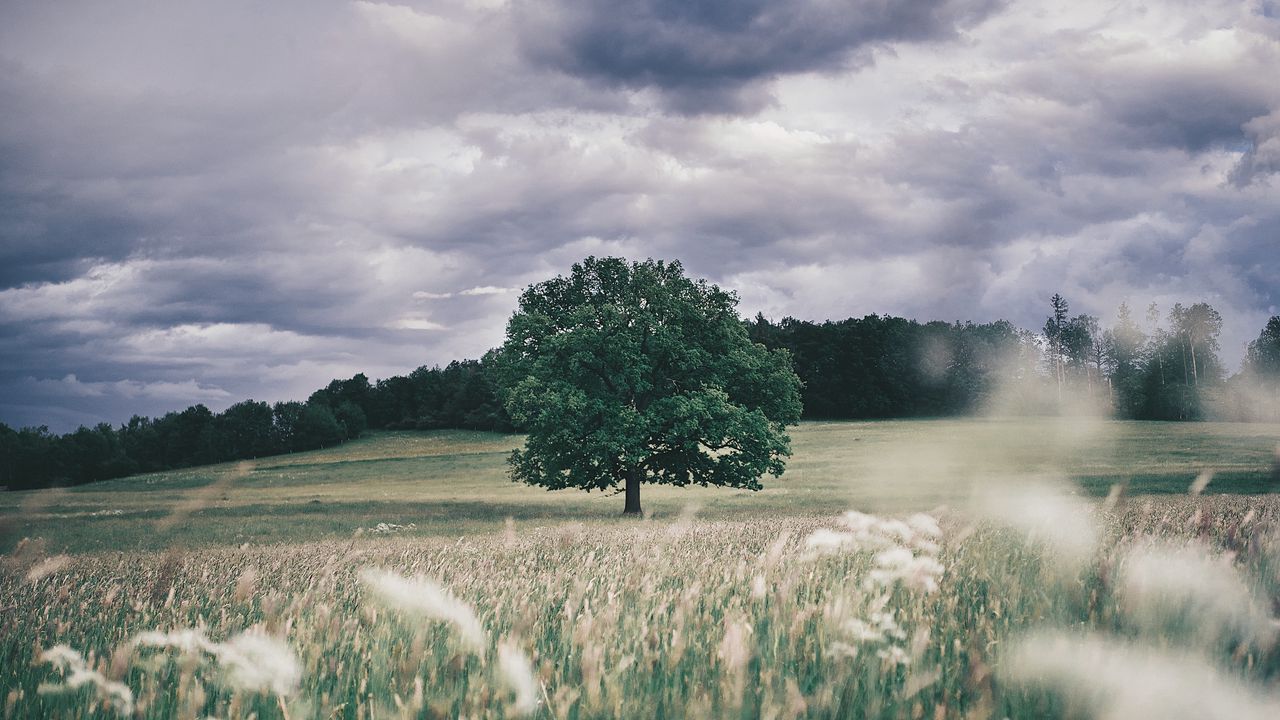 Wallpaper tree, field, grass, ears, sky