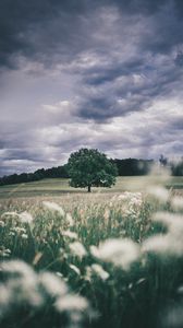 Preview wallpaper tree, field, grass, ears, sky