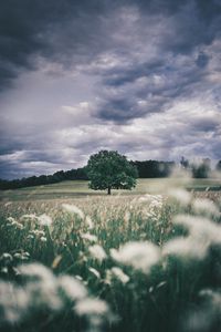 Preview wallpaper tree, field, grass, ears, sky