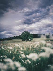 Preview wallpaper tree, field, grass, ears, sky