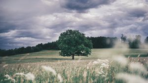 Preview wallpaper tree, field, grass, ears, sky