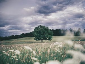 Preview wallpaper tree, field, grass, ears, sky