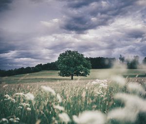 Preview wallpaper tree, field, grass, ears, sky