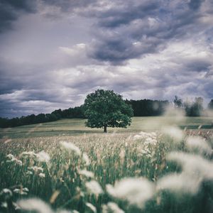 Preview wallpaper tree, field, grass, ears, sky