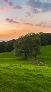 Preview wallpaper tree, field, grass, evening, clouds