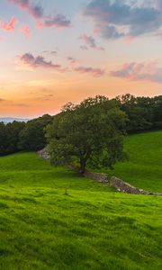 Preview wallpaper tree, field, grass, evening, clouds