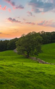Preview wallpaper tree, field, grass, evening, clouds