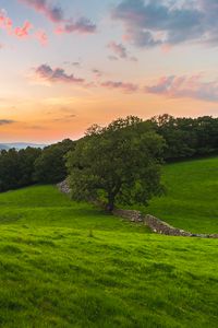 Preview wallpaper tree, field, grass, evening, clouds