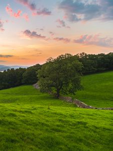 Preview wallpaper tree, field, grass, evening, clouds