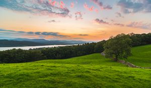 Preview wallpaper tree, field, grass, evening, clouds