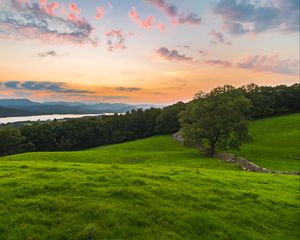 Preview wallpaper tree, field, grass, evening, clouds