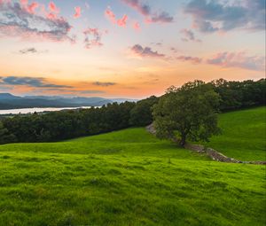 Preview wallpaper tree, field, grass, evening, clouds