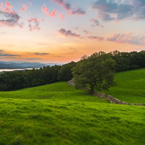 Preview wallpaper tree, field, grass, evening, clouds