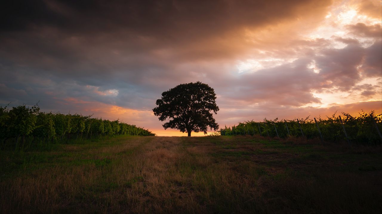 Wallpaper tree, field, grass, evening, sky