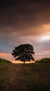Preview wallpaper tree, field, grass, evening, sky
