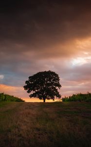 Preview wallpaper tree, field, grass, evening, sky
