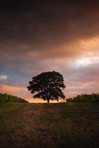 Preview wallpaper tree, field, grass, evening, sky