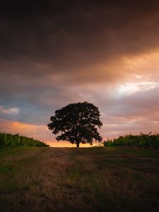 Preview wallpaper tree, field, grass, evening, sky