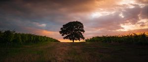 Preview wallpaper tree, field, grass, evening, sky